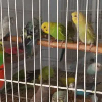 مرغ عشق جوانه|پرنده|خواف, |دیوار