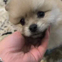 واگذاری توله پامر