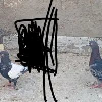 کبوتر|پرنده|زابل, |دیوار