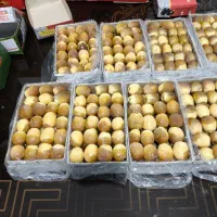 خرما زرد عسلی (بزمانی)|خوردنی و آشامیدنی|کرمان, |دیوار