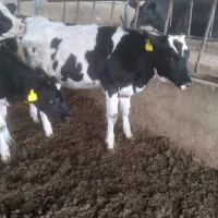 گوساله ماده