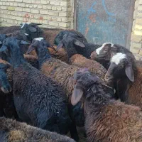 بره ماده|حیوانات مزرعه|تیکمه داش, |دیوار