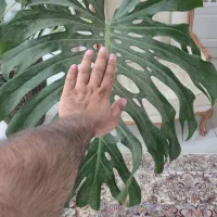 گیاه برگ انجیری مونسترا