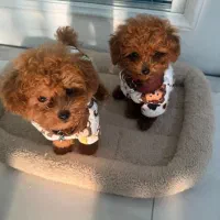 toypoodle&tayni|سگ|تهران, پونک|دیوار