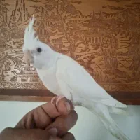 عروس هلندی جوجه نر