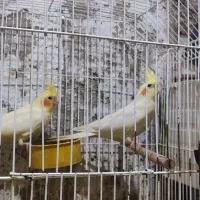 عروس پاریس|پرنده|شادگان, |دیوار
