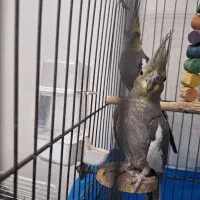 ۶ عدد عروس هلندی با قفس|پرنده|اسلامشهر, شهرک الهیه|دیوار