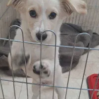 یک عدد سگ خوشگل نژاد پامر روباهی