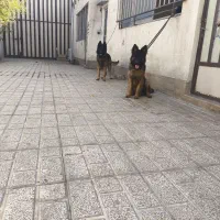 یک جفت ژرمن شپرد شولاین