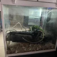 اکواریوم|ماهی|مرند, |دیوار