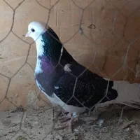 حدود ۳۵ عدد کفتر|پرنده|قرچک, مهدیه|دیوار