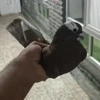 کبوتر قجله نر