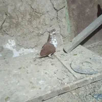 پرنده|پرنده|اردبیل, |دیوار