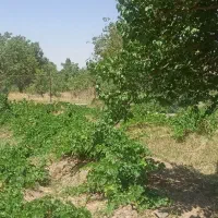 اجاره مزرعه  ۱۴ هکتاری جاده خمین