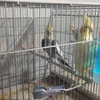 عروس هلندی جفت مولد|پرنده|اصفهان, شهرک کاوه|دیوار