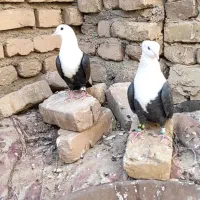 نروماده سرسفید