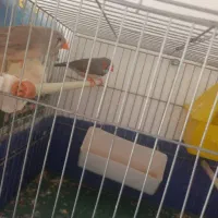 سه جفت فنچ بالغ