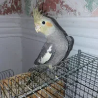 جوجه عروس هلندی دوماهه|پرنده|لاهیجان, آهندان|دیوار