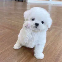 توله سگ مالتیپو|سگ|قدس, شهر‌قدس|دیوار