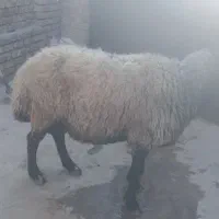 نر جوان 80کیلو|حیوانات مزرعه|کرج, فاز ۴ مهرشهر|دیوار