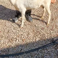 سانن ابستن اصل