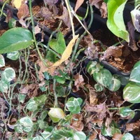 باغبانی و سمپاشی هرس کردن ازبین بردن علفهای هرز|خدمات باغبانی و درختکاری|کرمان, |دیوار