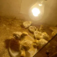 جوجه بوقلمون