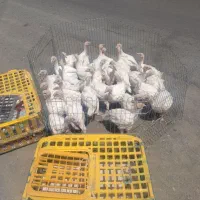 جوجه بقلمون زرین بیوتی 6