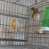 فروش قناری جفت خورده