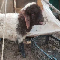 بره‌.میش.بز.بیگ