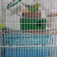 یک جفت مرغ عشق