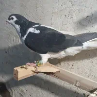 کفتر رنگه المانی  پرشی جفتگا چپ سیا جوانه