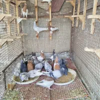 کبوتر رنگی|پرنده|شیراز, اکبر آباد|دیوار