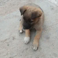 حیوان نمایشی....|سگ|اسفراین, |دیوار