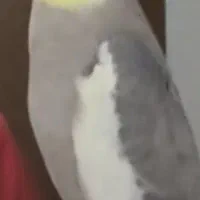 دو عدد عروس هلندی