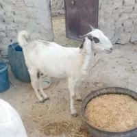 بز  ماده  آبستن|حیوانات مزرعه|هیدوچ, |دیوار