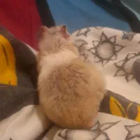 یک‌جفت همستر