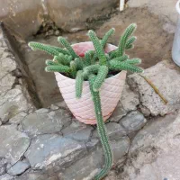 گل طبیعی خانگی