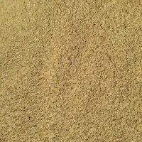 برنج چلتوک فجرتراب