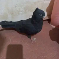 زاغ چشم نوک آبادانی ماده