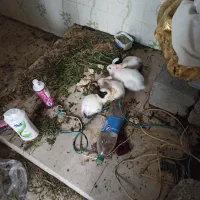 خرگوش کوچیک