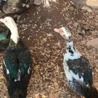 اردک اسراییلی - لیک - مسکویی