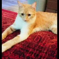 گمشده . مژدگانی دارد|گربه|رفسنجان, |دیوار