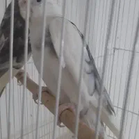 عروس هلندی جفت
