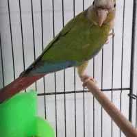 طوطی گیرینچیک ۸ ماهه|پرنده|آستانه اشرفیه, |دیوار