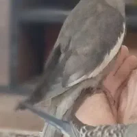 گمشده 6/13|حیوانات|شیراز, فخرآباد (دروازه کازرون)|دیوار