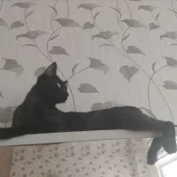 واگذاری گربه dsh مشکی ۱و نیم ساله ماده عقیم شده