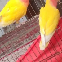 جفت اماده تخم کردن دوبار جوجه دادن خاطر جمع