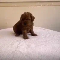 واگذاری سگ پودل دارک رد و بلک