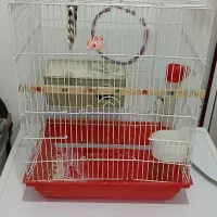 قفس پرنده|لوازم جانبی حیوانات|سنندج, |دیوار